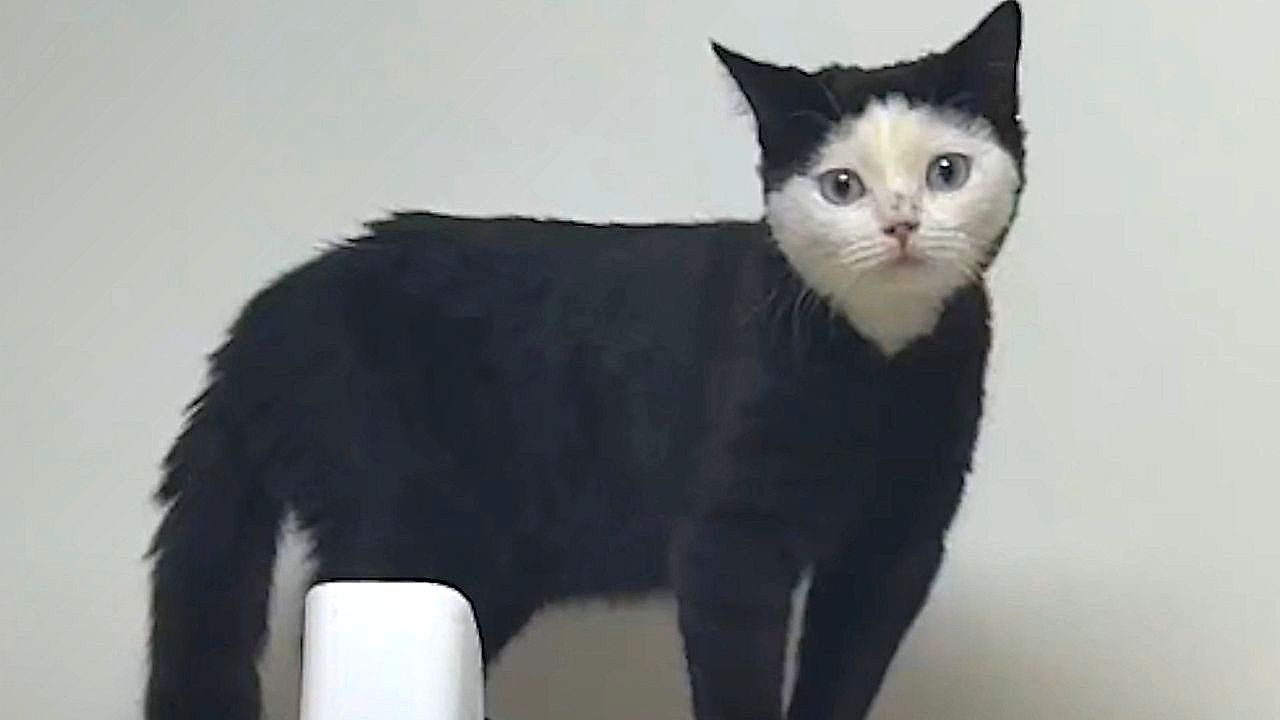 Video: Angezogen ohne Anziehen: Katze in Peking trägt ihr Fell wie einen Kapuzenpulli