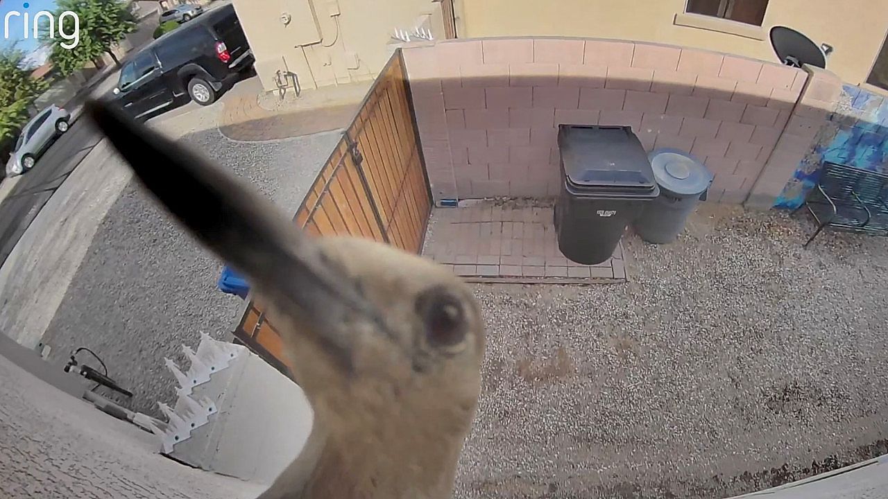 Video: Woodpecker in Arizona repeatedly pecks at a home security camera