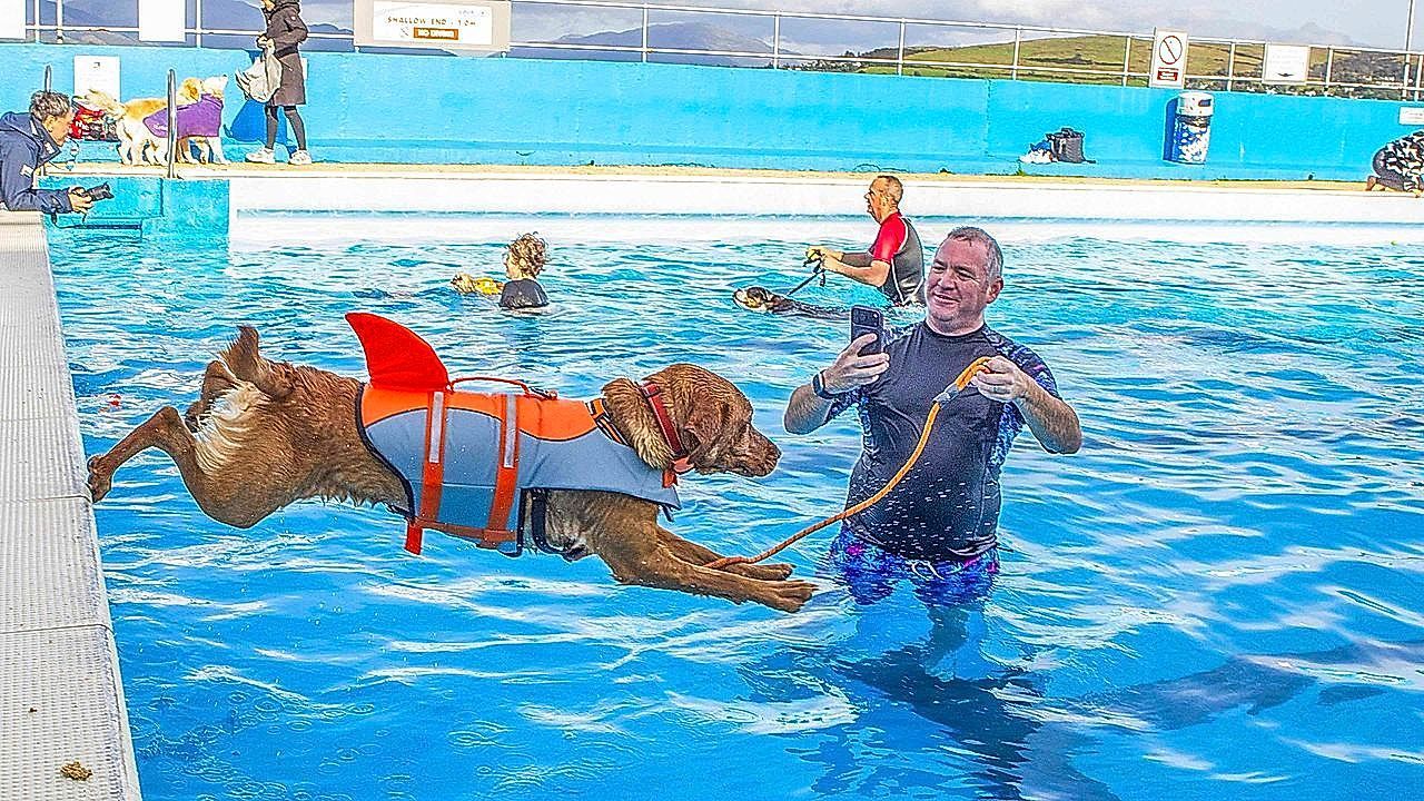 Video: 240 dogs take over the pool for annual end-of-season swim before winter