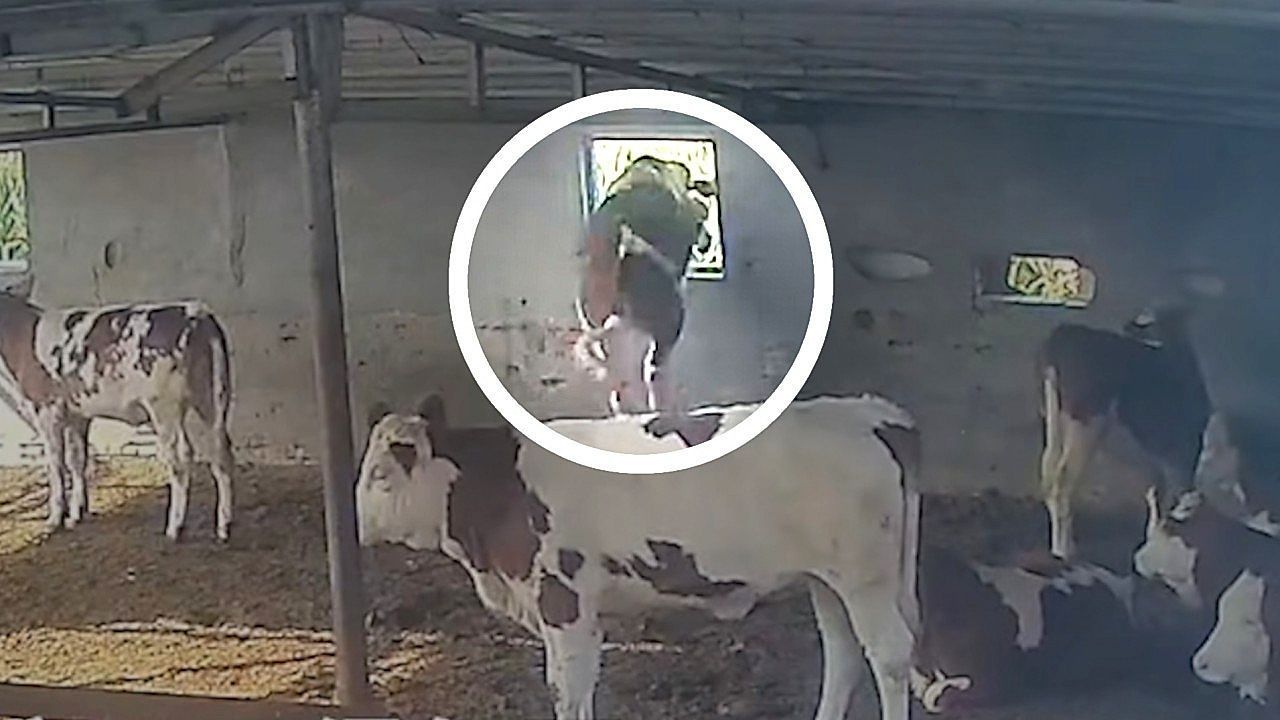 Video: Kein Bock auf Stall: Kuh springt in China durch schmales Fenster ins Freie