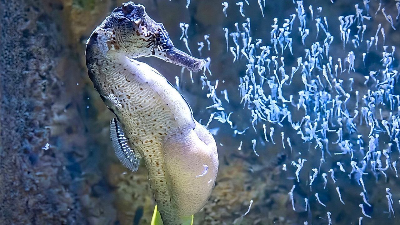 Video: Stunning moment male seahorse releases hundreds of tiny newborns
