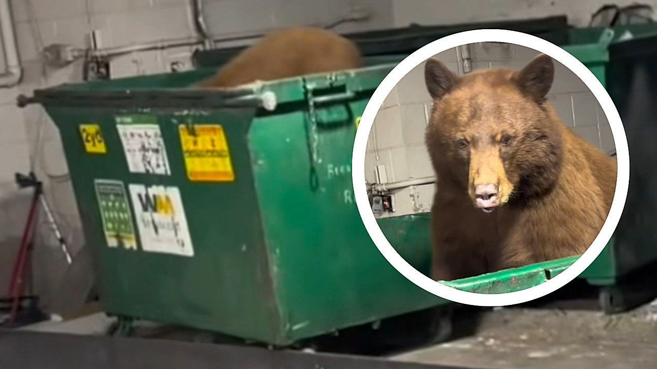 Video: Ungeniert am Müll-Buffet: Bär plündert Container in Aspen