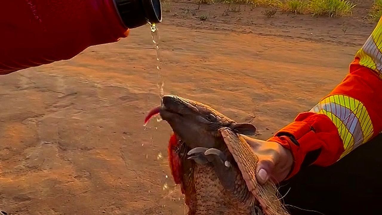 Video: Erschöpft im Buschbrand: Feuerwehrleute geben durstigem Gürteltier in Brasilien Wasser