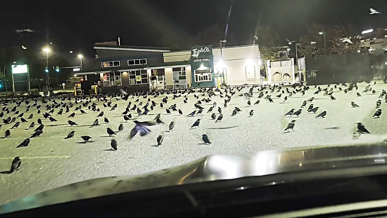 Video: Unheimliche Versammlung: Hunderte Krähen besetzen Parkplatz in Kanada