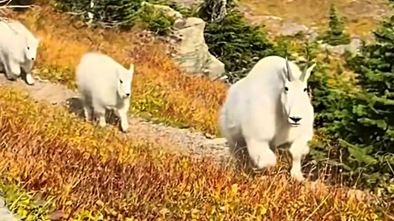 Video: Hiker meets family of mountain goats while descending Reynolds Mountain