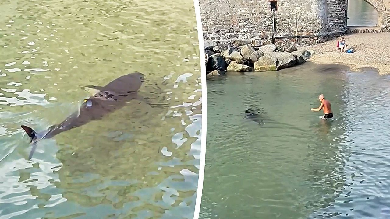 Giant tuna gives swimmer in Italy the fright of his life
