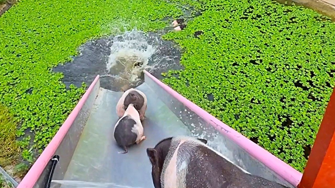 Pigs take the plunge down a water slide into a Cambodian pond