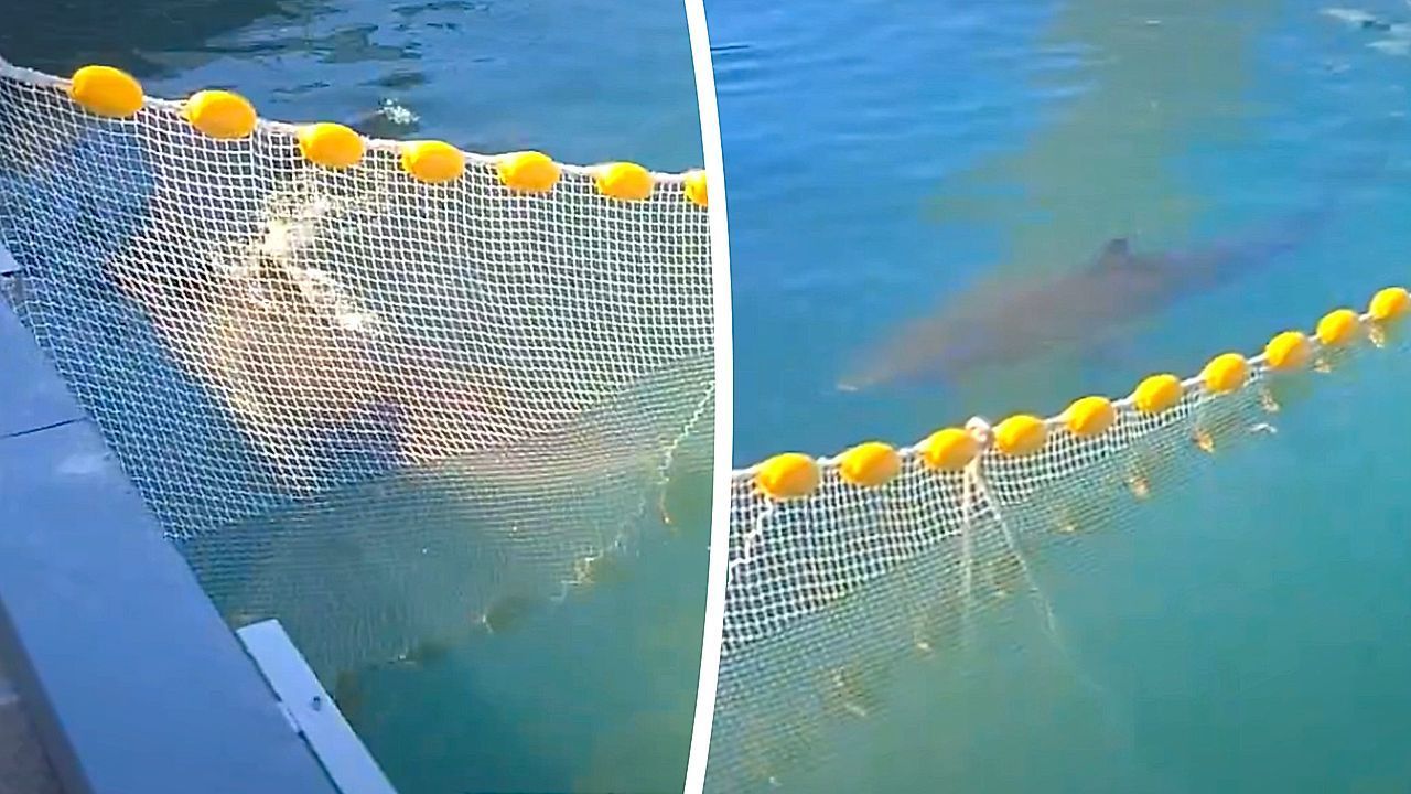 Video: Lieber Kanal als Ozean: Promi-Hai Bukang schwimmt zurück nach Busan