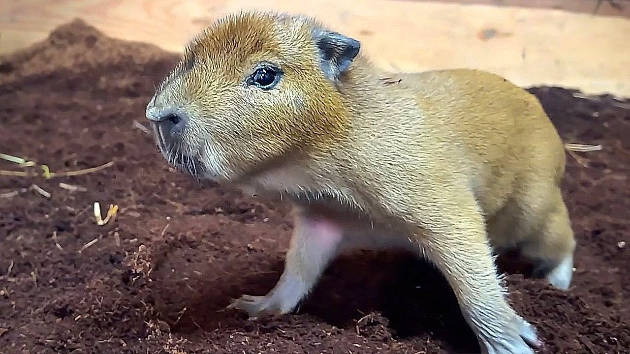 Three baby capybaras arrive overnight at Edinburgh Zoo