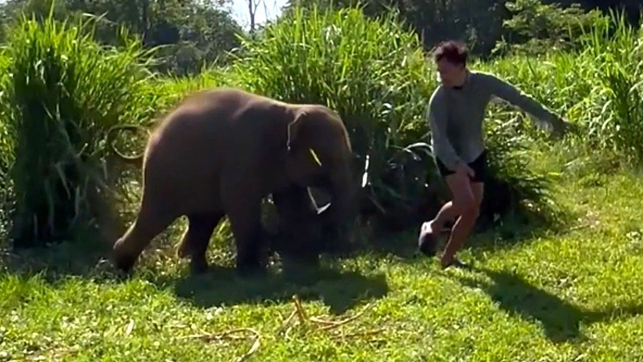 Video: Versteckspiel im Gebüsch: Elefantenbaby jagt seinen Pfleger