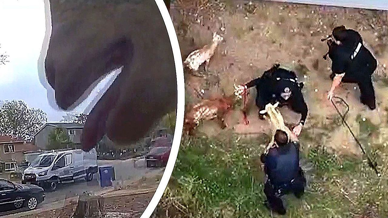 Police use drone to round up escaped goats in Colorado