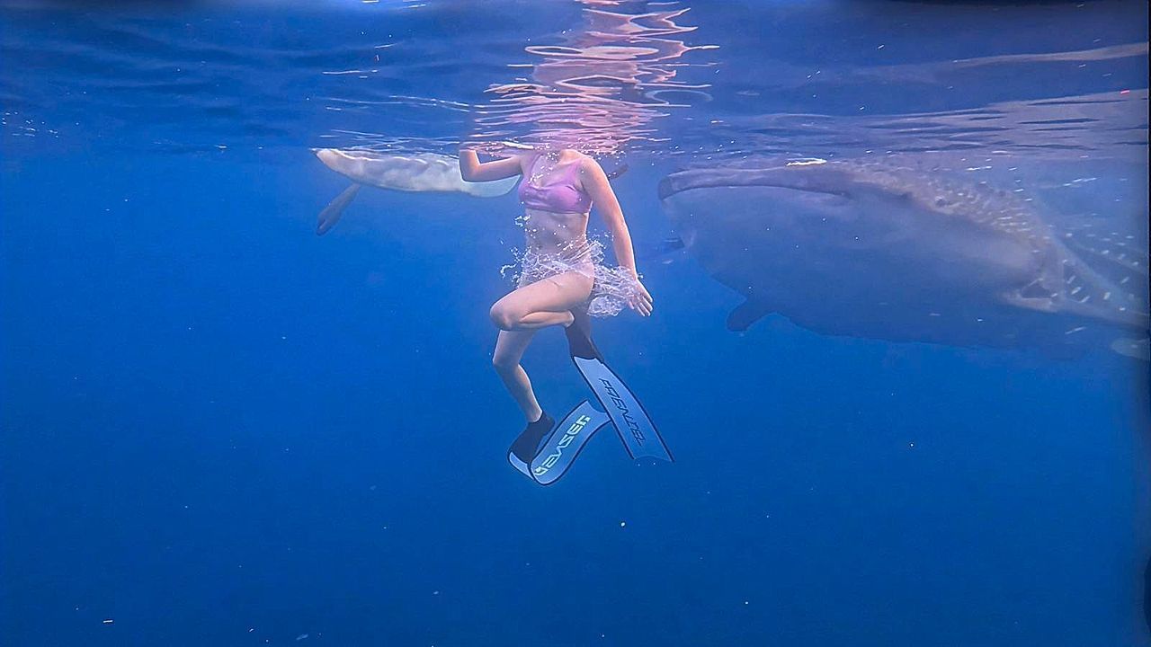 Whale shark glides toward unaware tourist as a swimmer pulls her out just in time