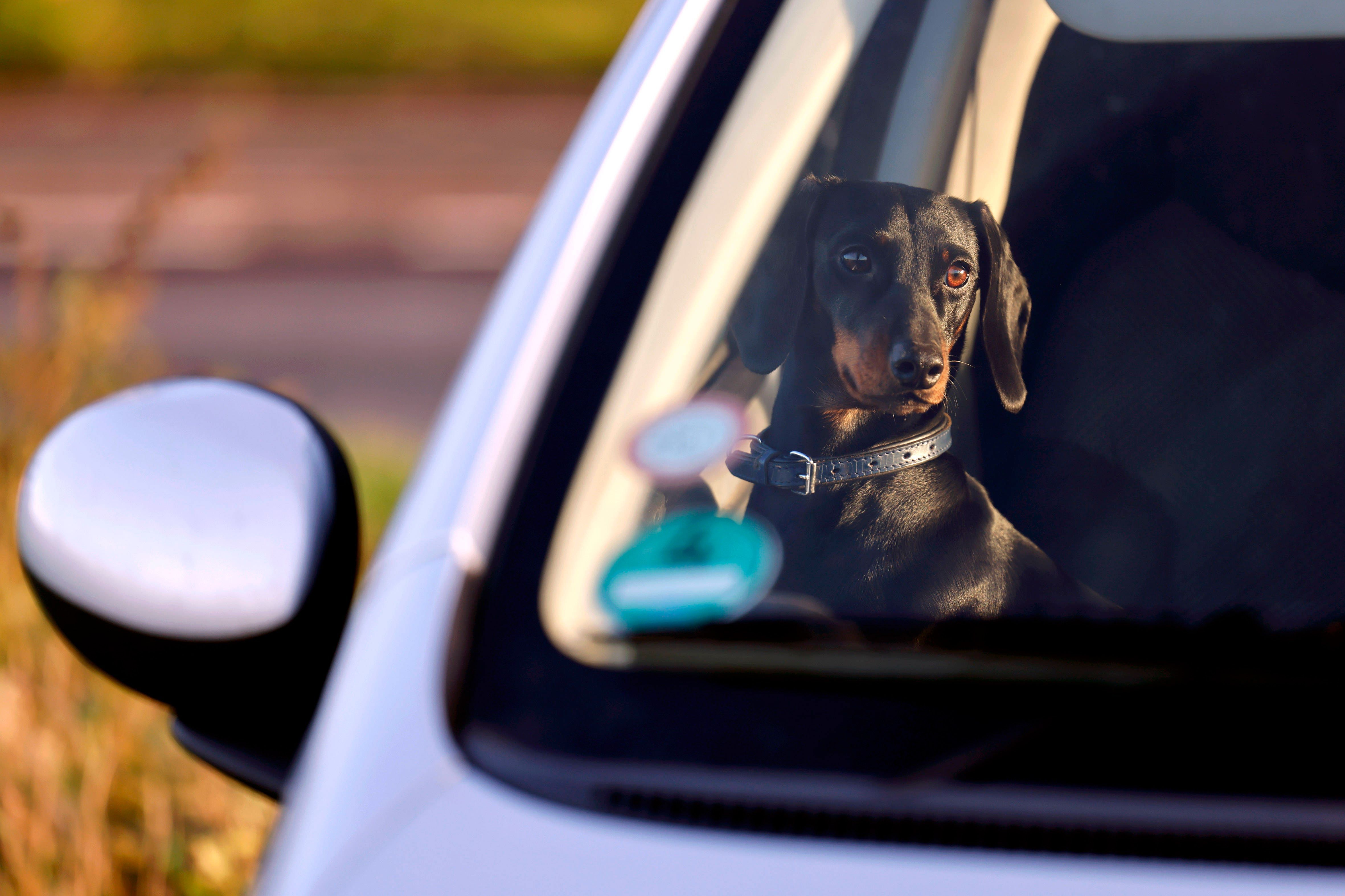 Heat and Pets: Advice from Stuttgart Experts
