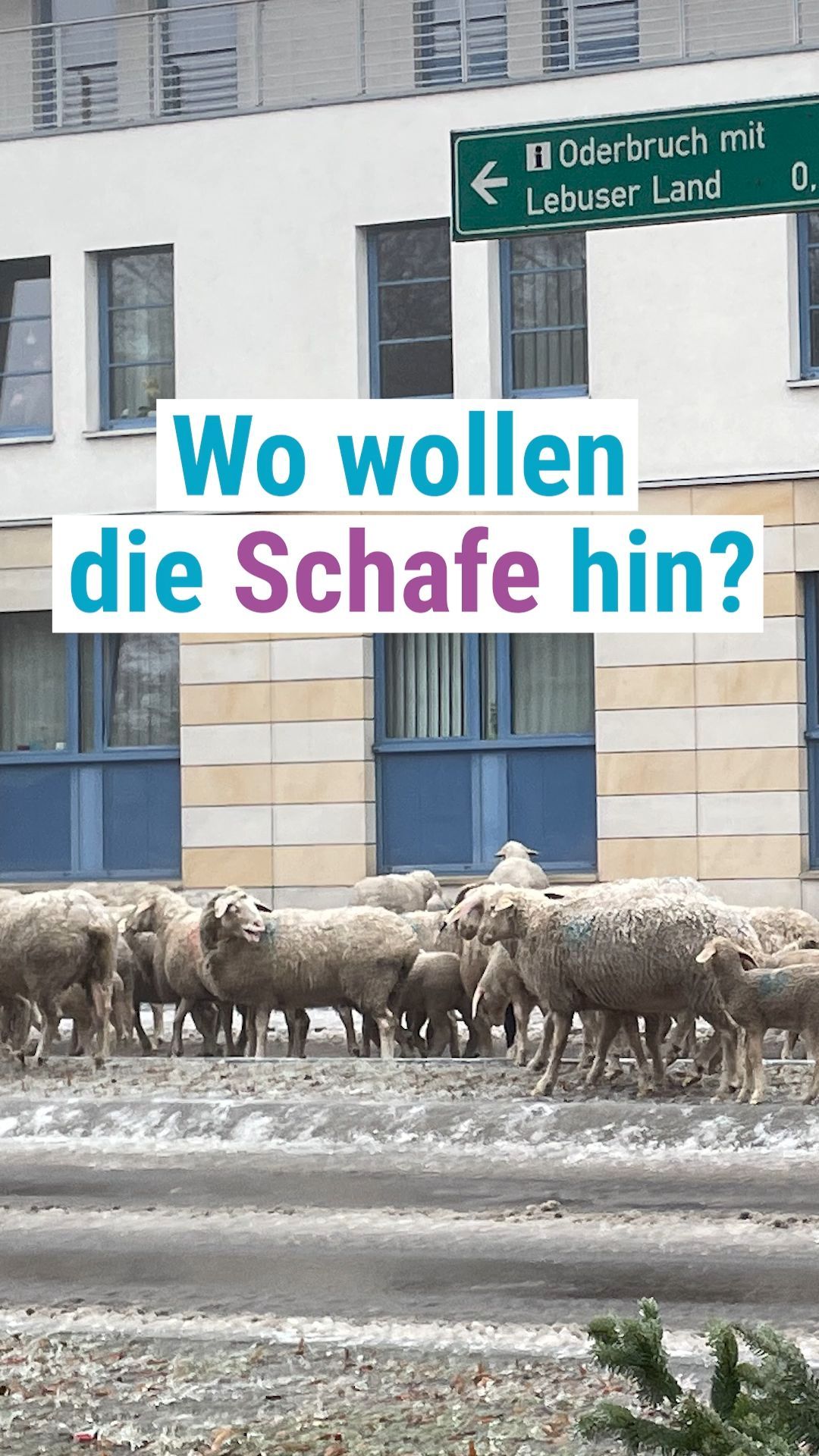 Video: Wo wollen denn die Schafe hin?