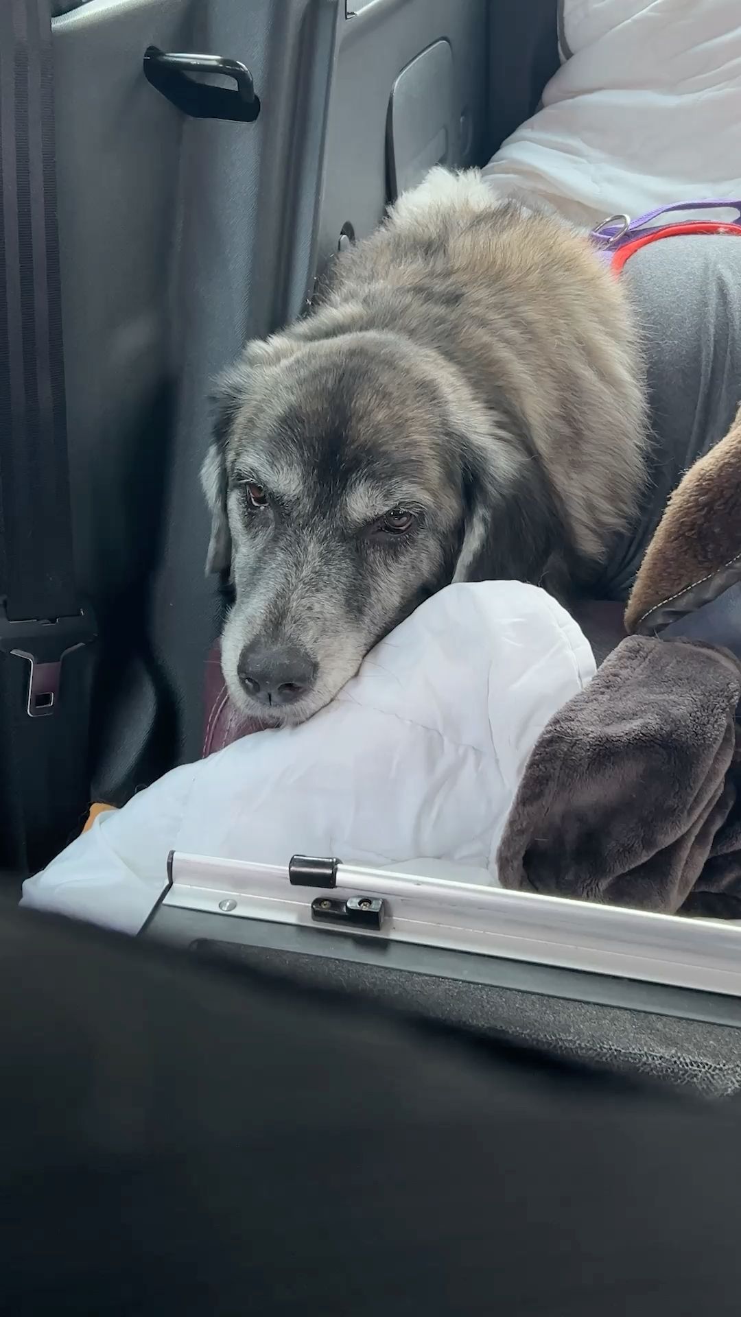 Video: Hund und Frauchen schlafen im Auto