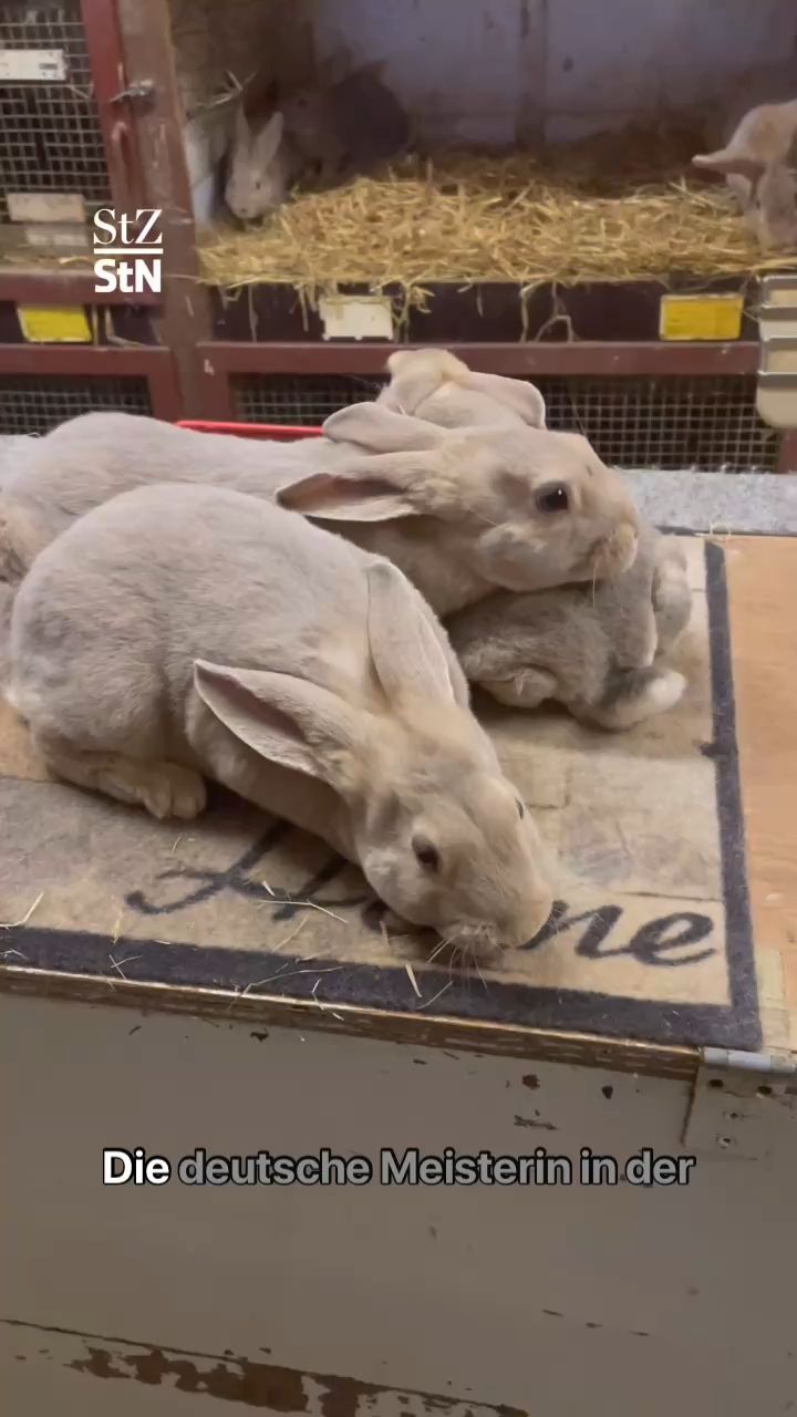 Video: Kreis Esslingen: Das ist die deutsche Meisterin der Kleintierzucht