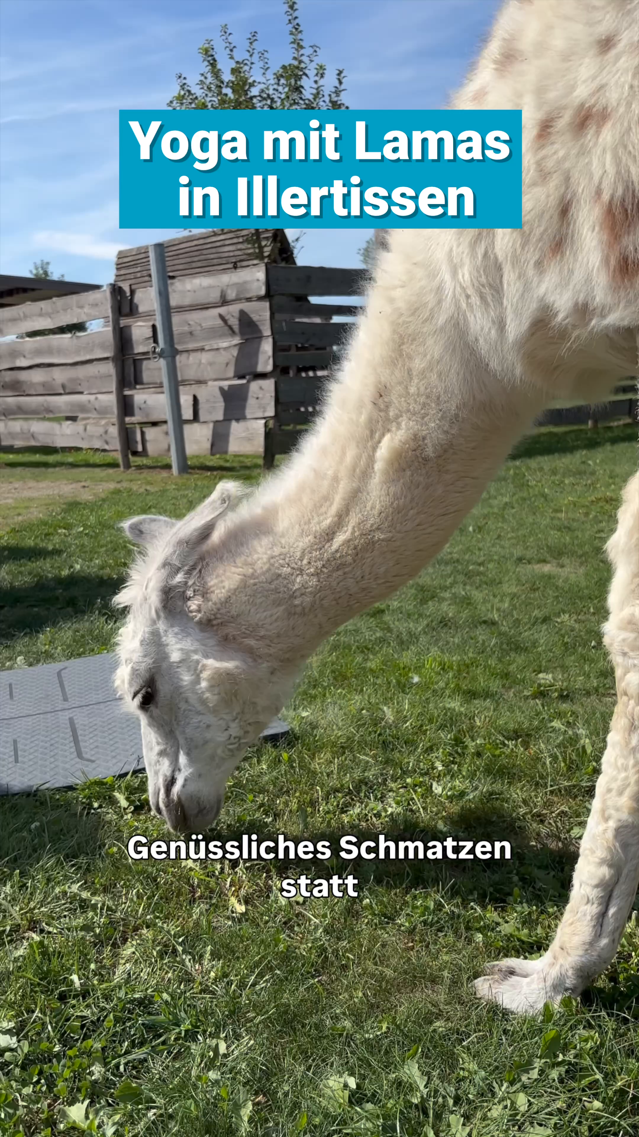Video: Yoga mit Lamas bei Ulm