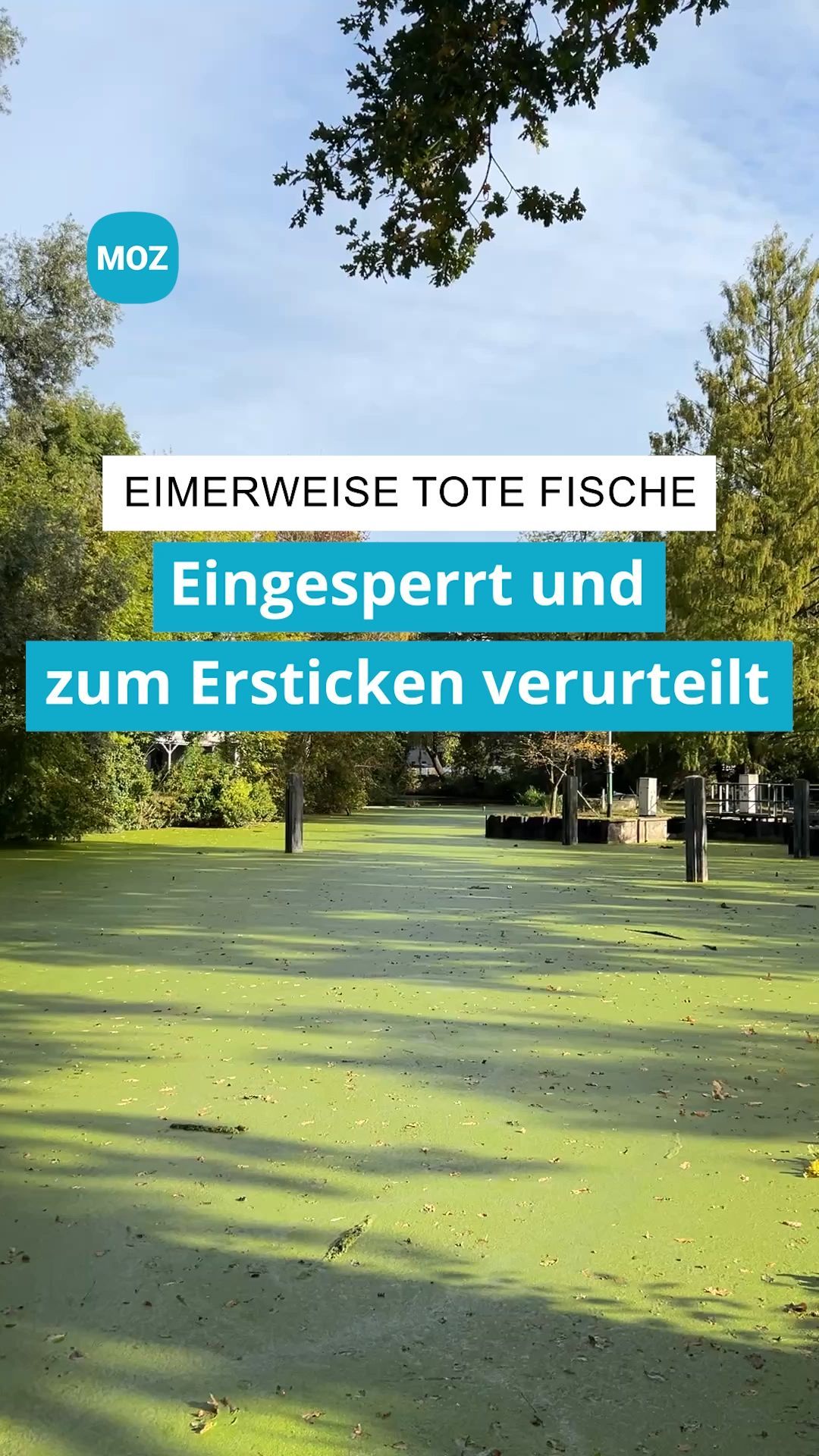 Video: „Eimerweise tote Fische“ und Gestank.