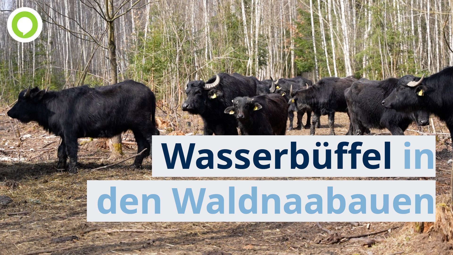 Video: Wasserbüffel in den Waldnaabauen