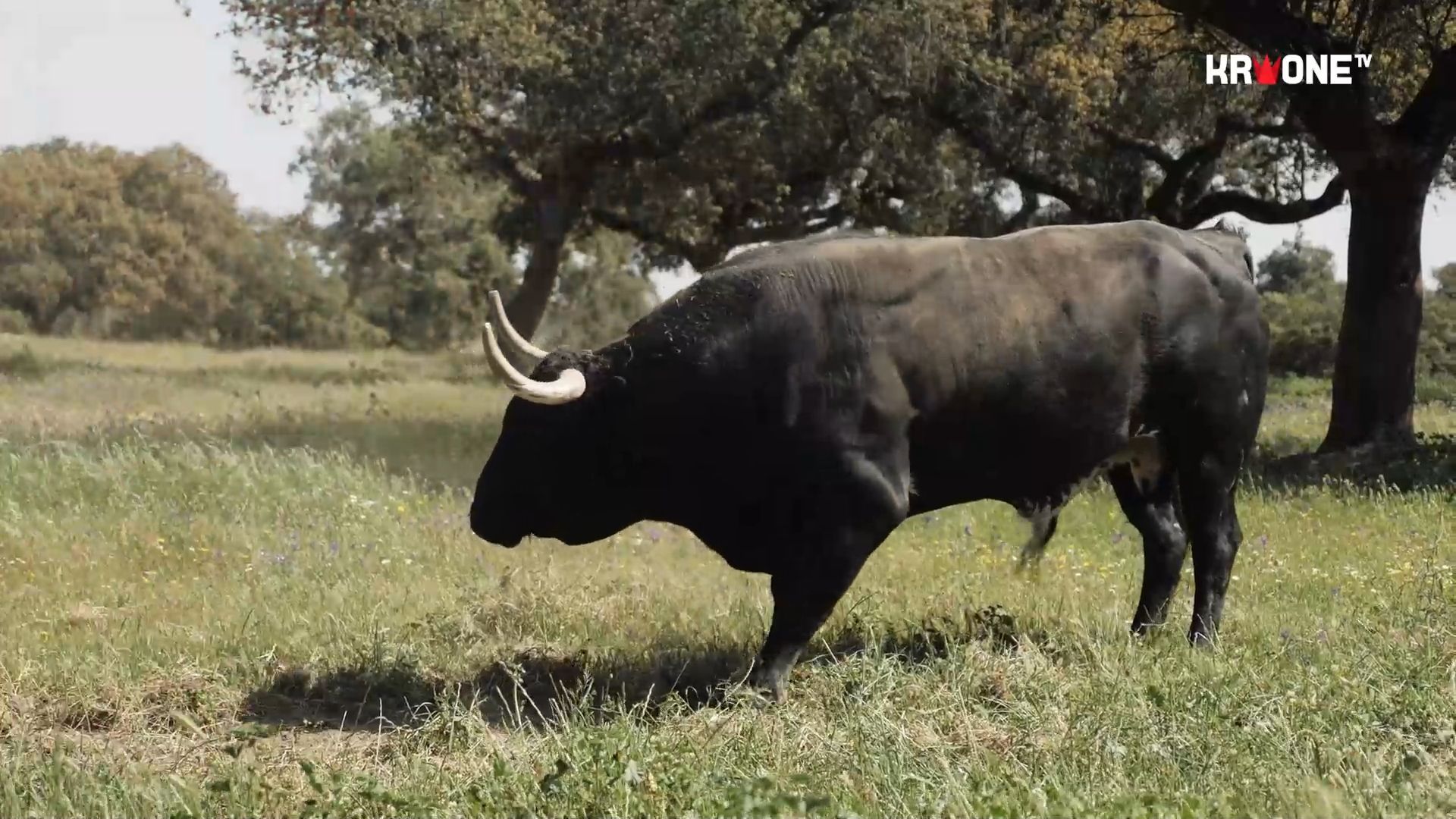 Video: Stier griff Bauer an