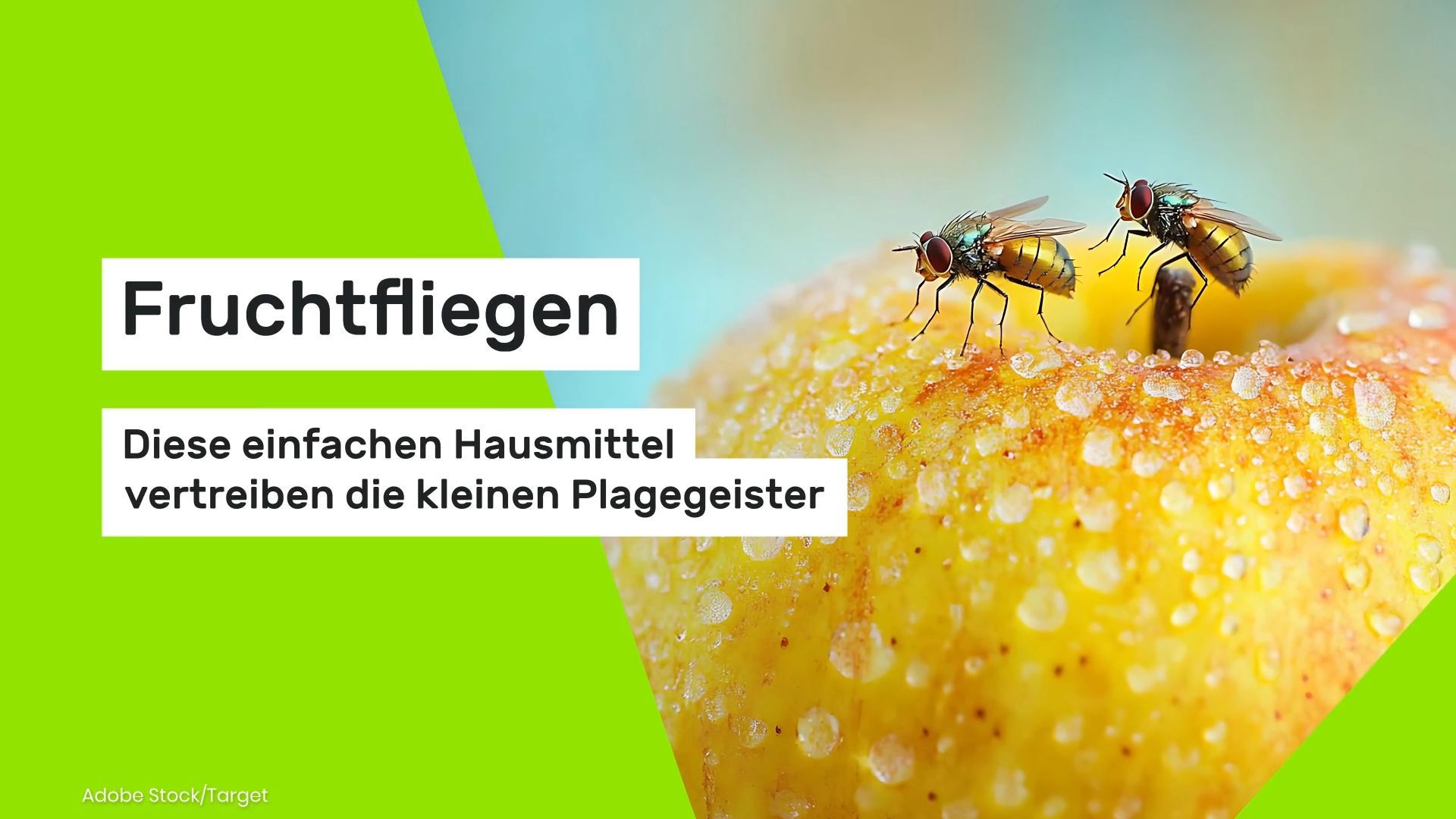 Fruit Flies: These Simple Home Remedies Repel the Little Pests