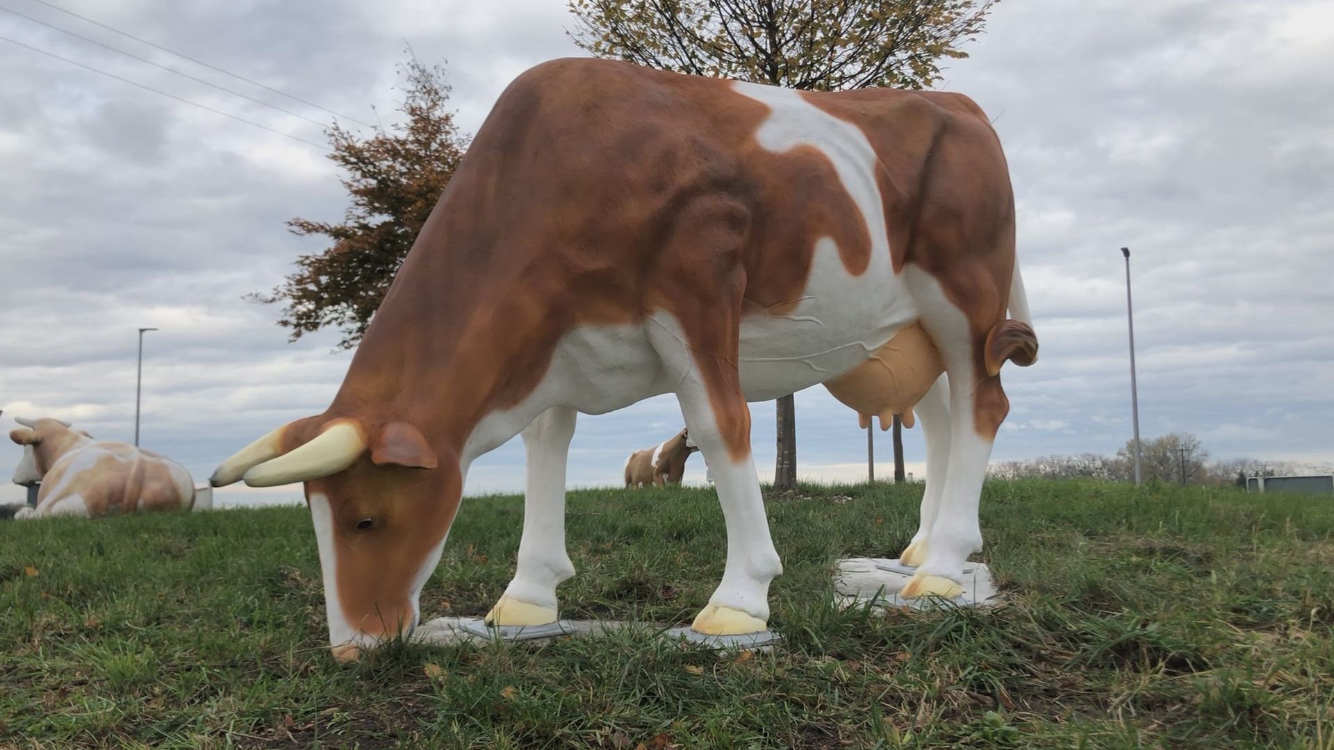 Jetzt grasen wieder fünf Kühe im Kreisverkehr im Königsauer Moos