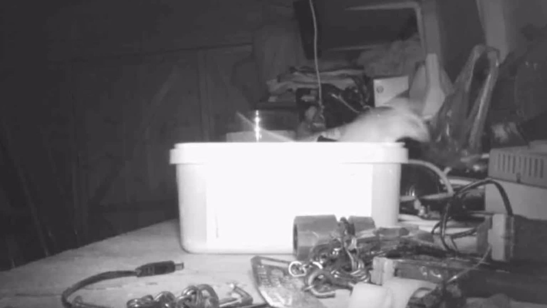 Ordentlichste Maus der Welt? Video geht durch das Netz