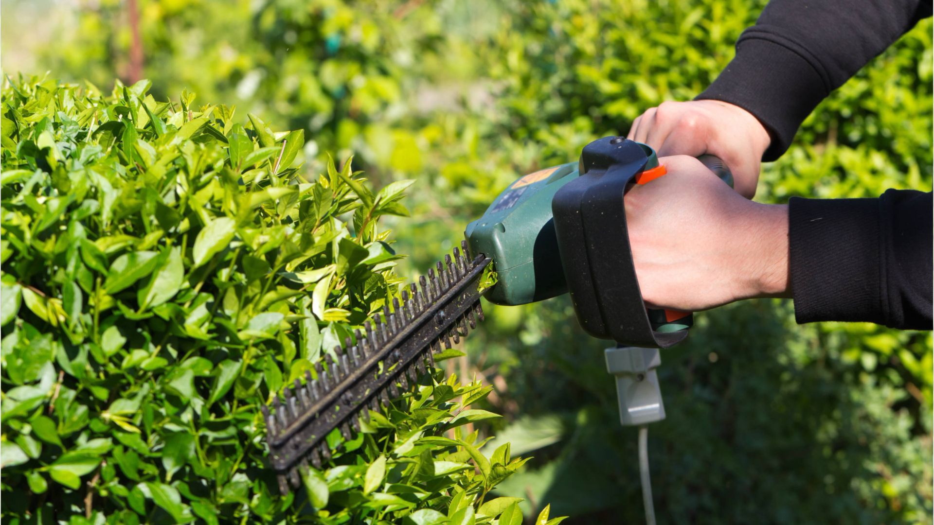 Video: Wuchernde Hecke: Was beim Schneiden jetzt erlaubt ist