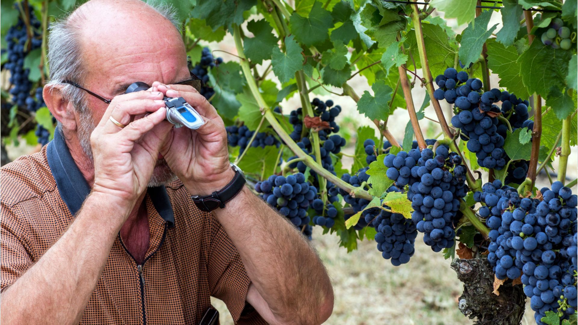 Video: Winzerinnen und Winzer in Deutschland produzieren 2025 weniger Wein