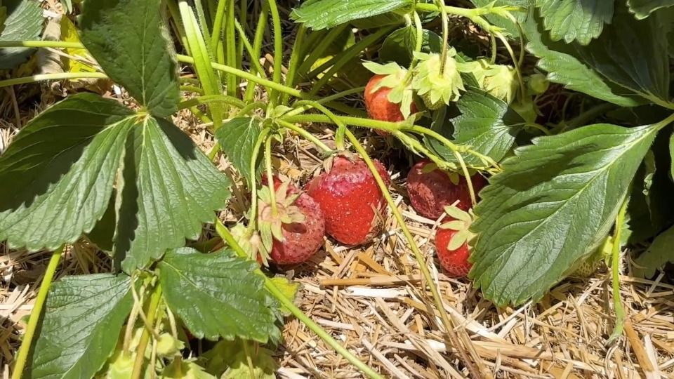 Video: Schwandorf: Erdbeeren haben Sonnenbrand: Hitze macht Landwirten zu schaffen