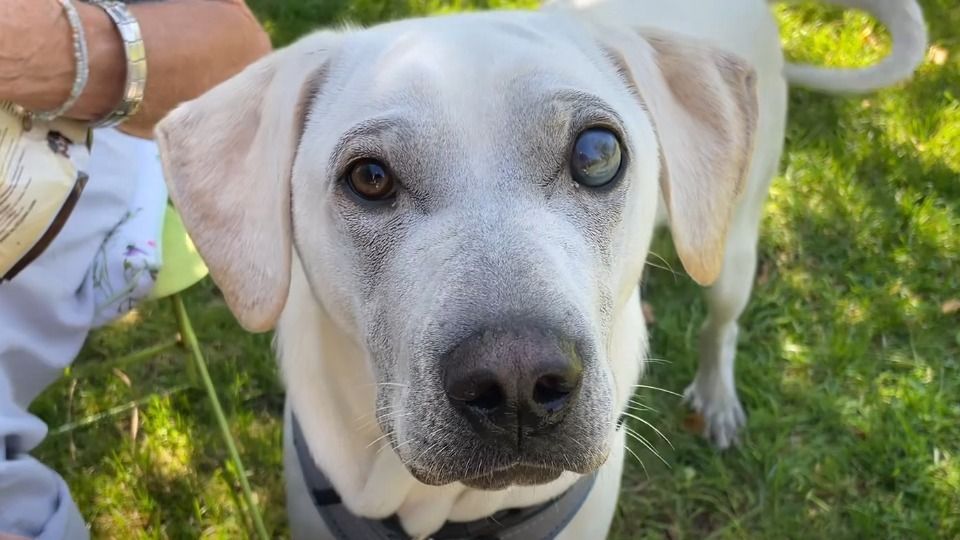 Video: Dogship Bayern sucht Tierschutzhunden ein neues Zuhause