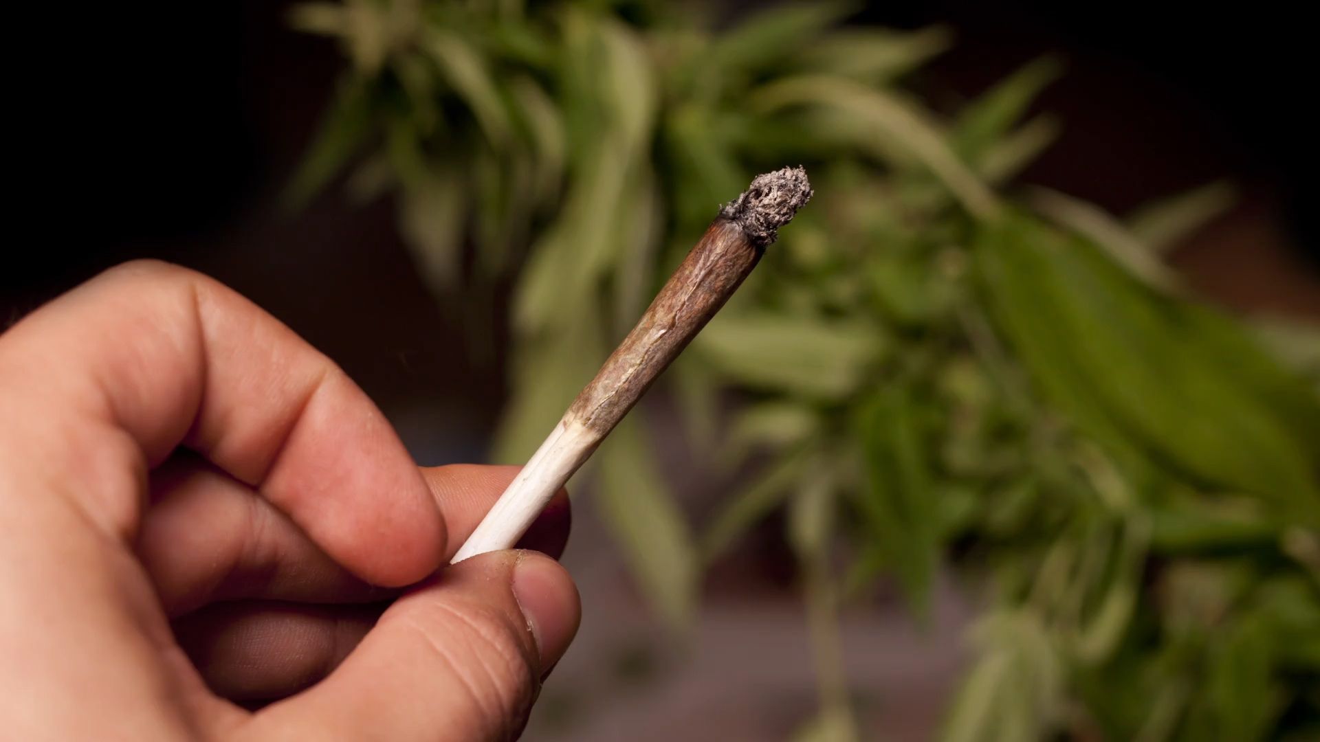 Wer darf jetzt legal Cannabis kaufen?