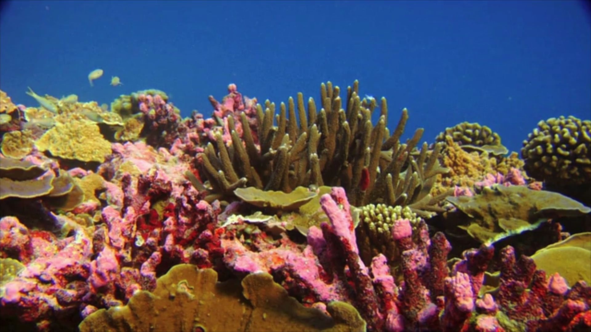 Great Barrier Reef: stärkster Korallenbewuchs seit 36 Jahren
