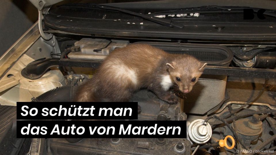 Marder-Abwehr für Ihr Auto München