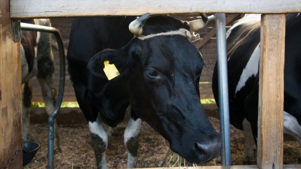 Tierarzt wird von Kuh eingequetscht und stirbt