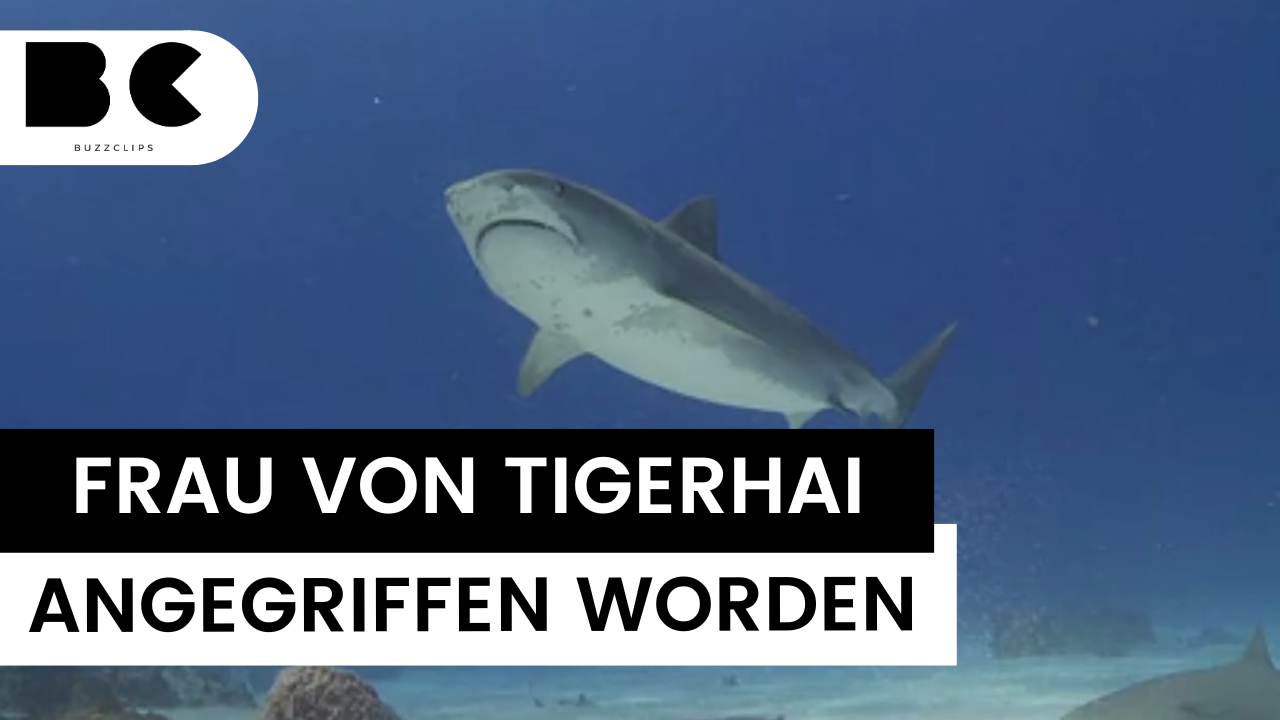 Australien: Frau von Tigerhai attackiert worden
