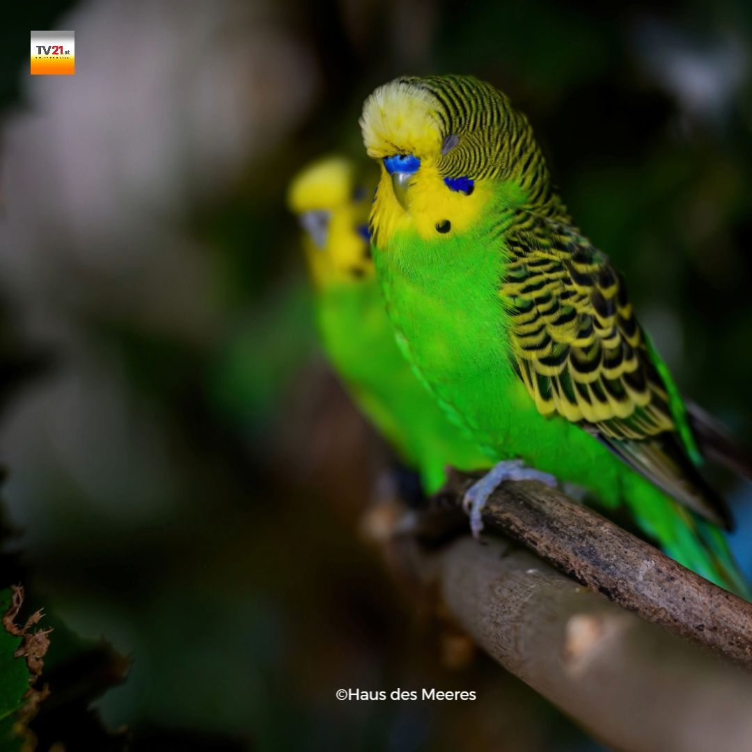Video: Silvester ohne Stress: Haus des Meeres schützt seine Sittiche