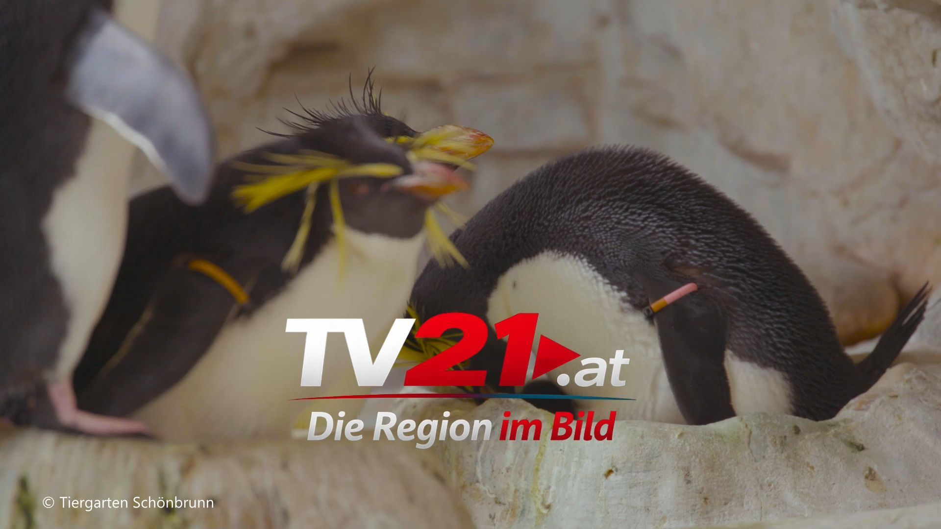 Video: Zehn junge Felsenpinguine starten ins Wasserleben