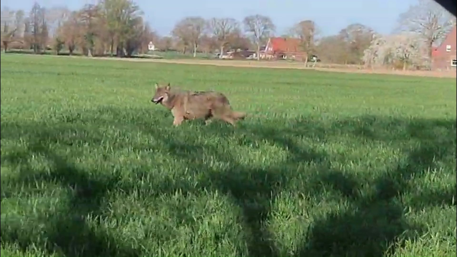 Video: Wolf zwischen Ennigerloh und Oelde gesichtet