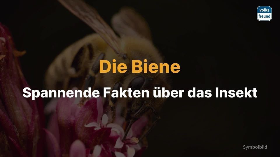 Welches Hausmittel hilft bei Wespenstich? - Zwiebel, Zitrone und Co.
