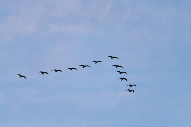 Wie fliegen Vögel in Schwärmen gemeinsam?