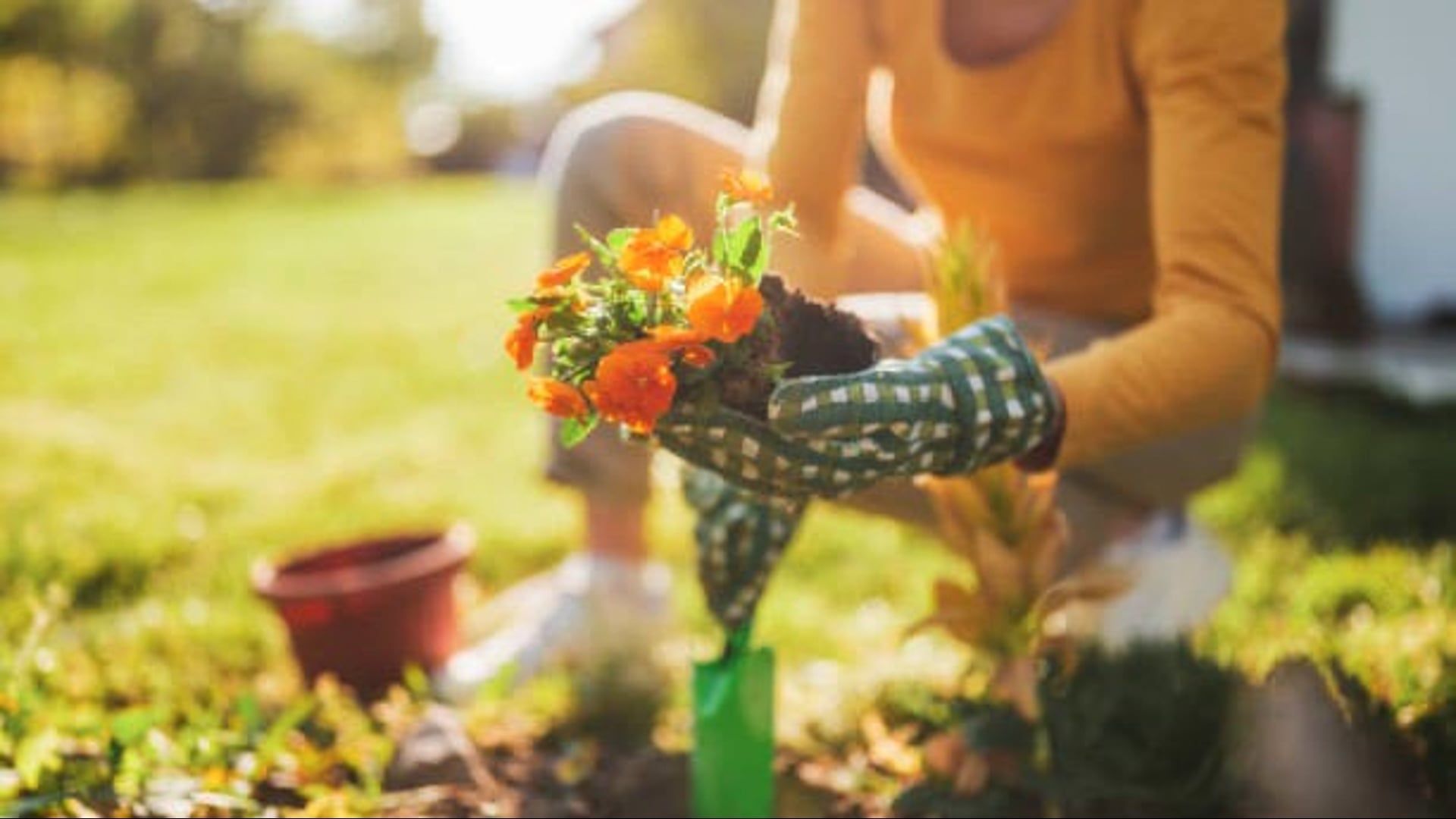 Clever Tips for Protecting Your Plants in the Summer Heat