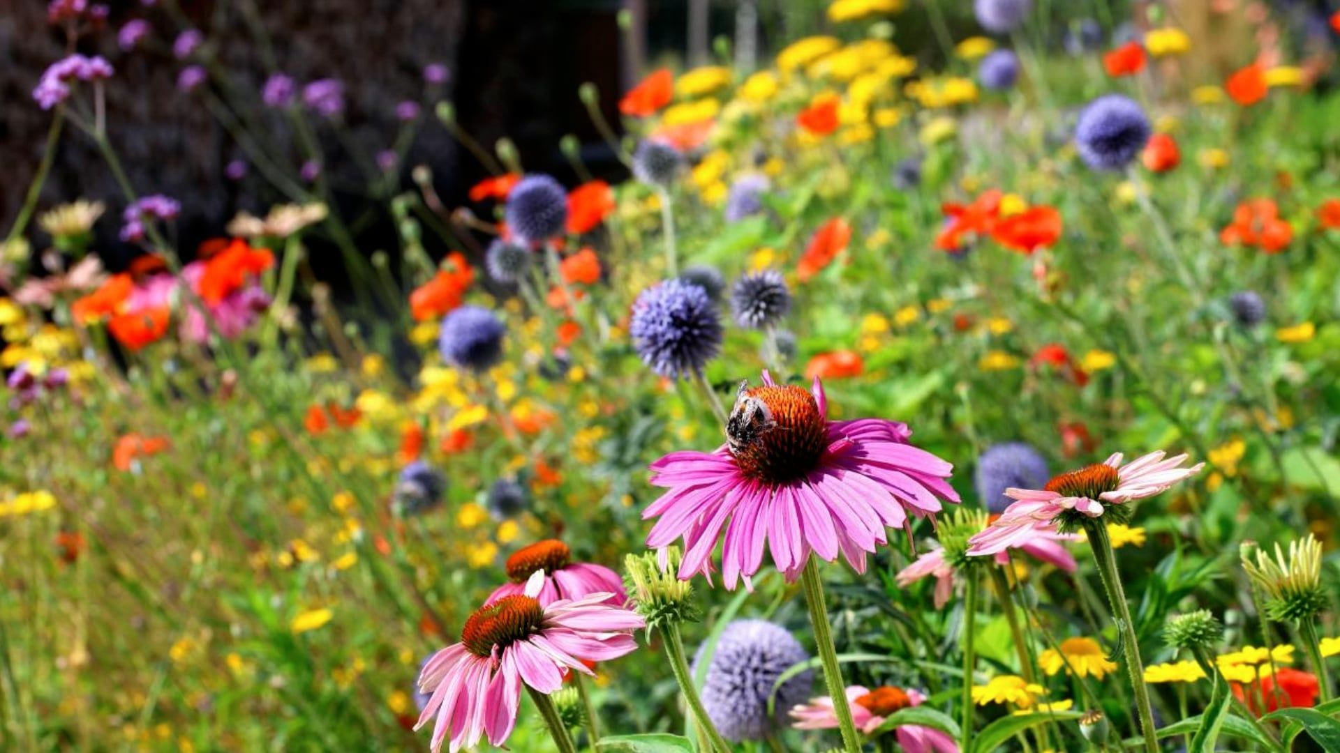 Remove Faded Flowers of These Plants in August to Extend Their Blooming Period