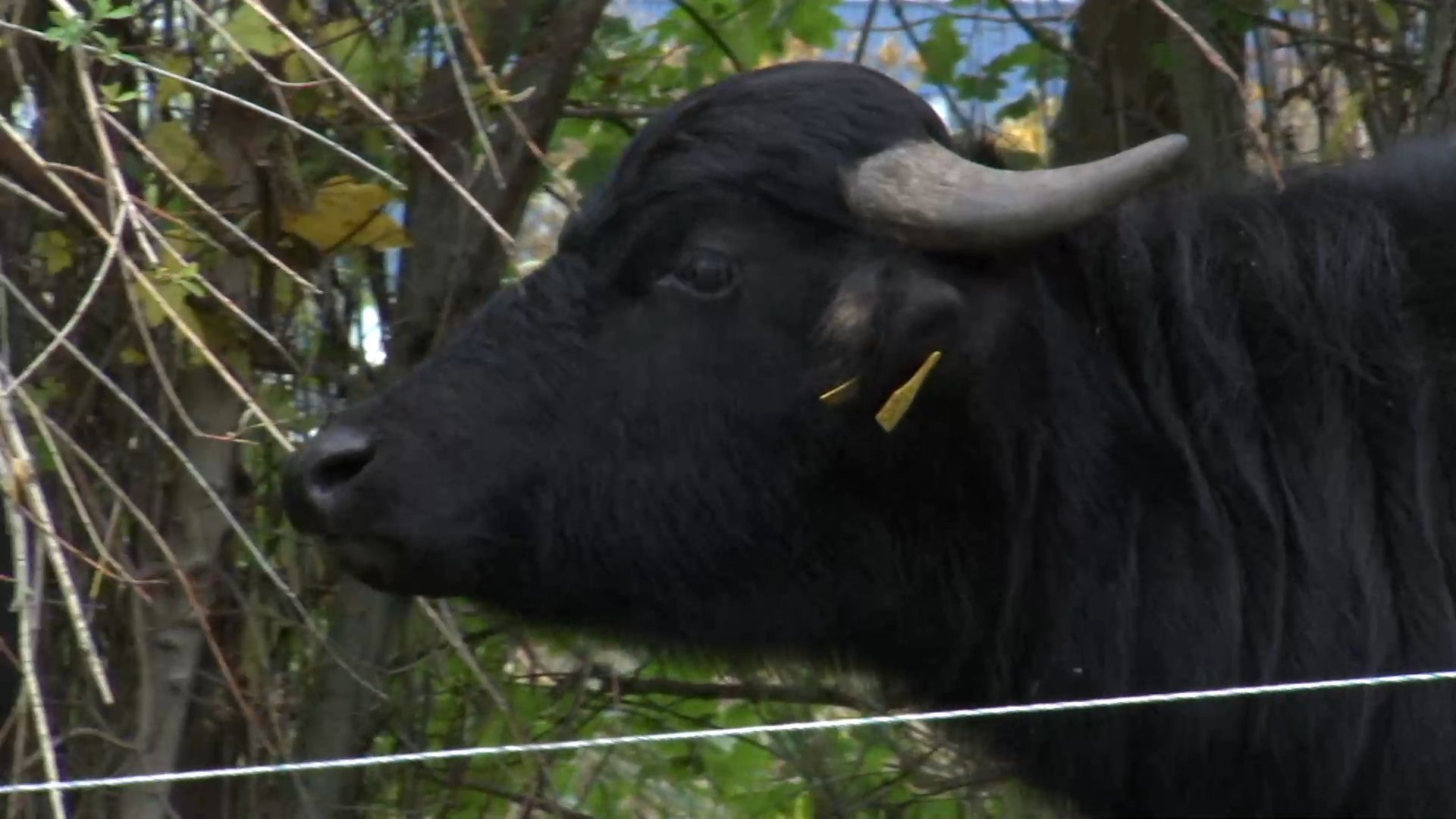 Special Green Space Maintenance: Water Buffaloes Return to Nuremberg Airport