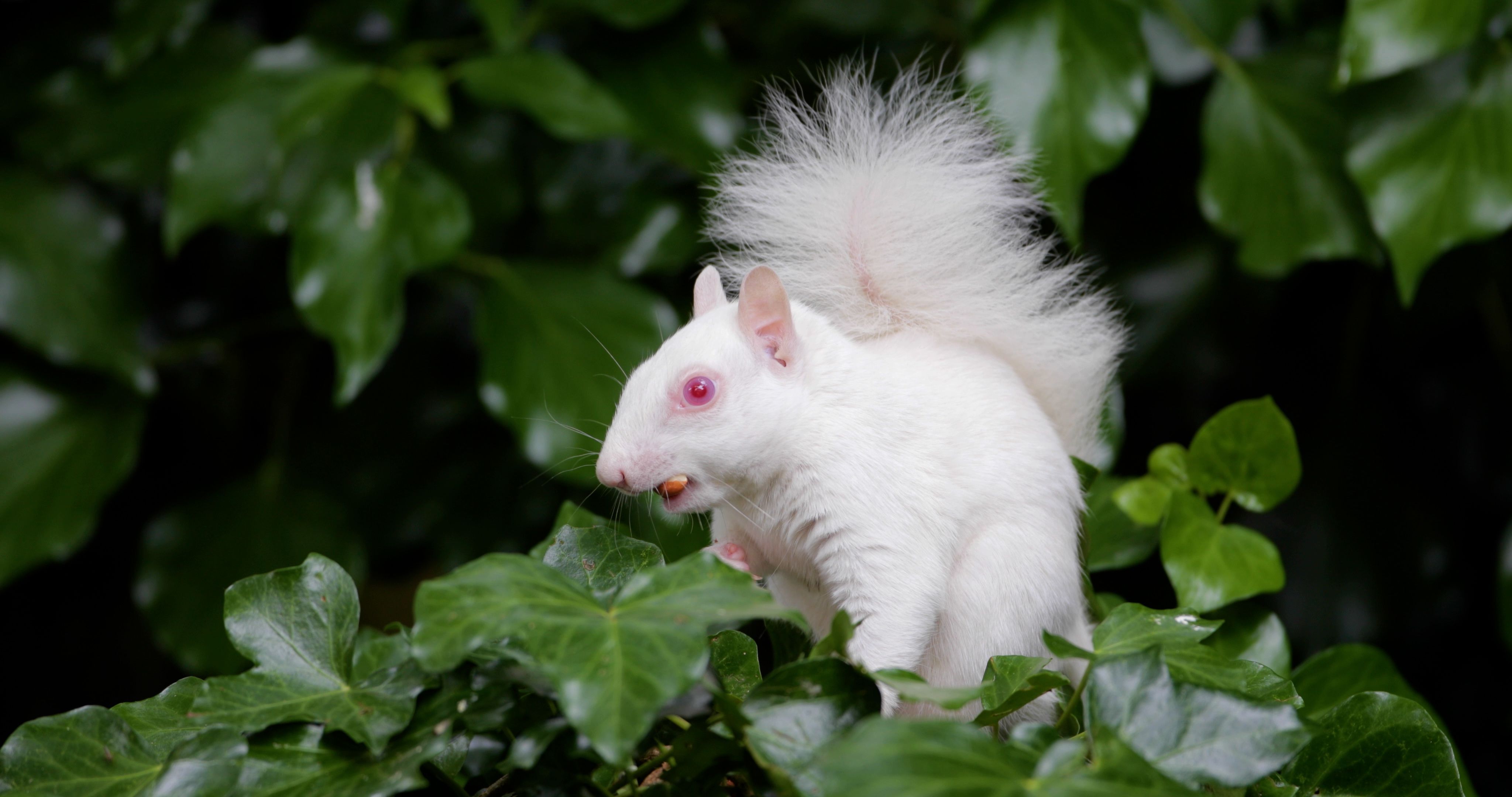 Video: Seltenes Albino-Eichhörnchen, das nur einmal unter 100.000 vorkommt, in einem Garten im Süden Londons gesichtet
