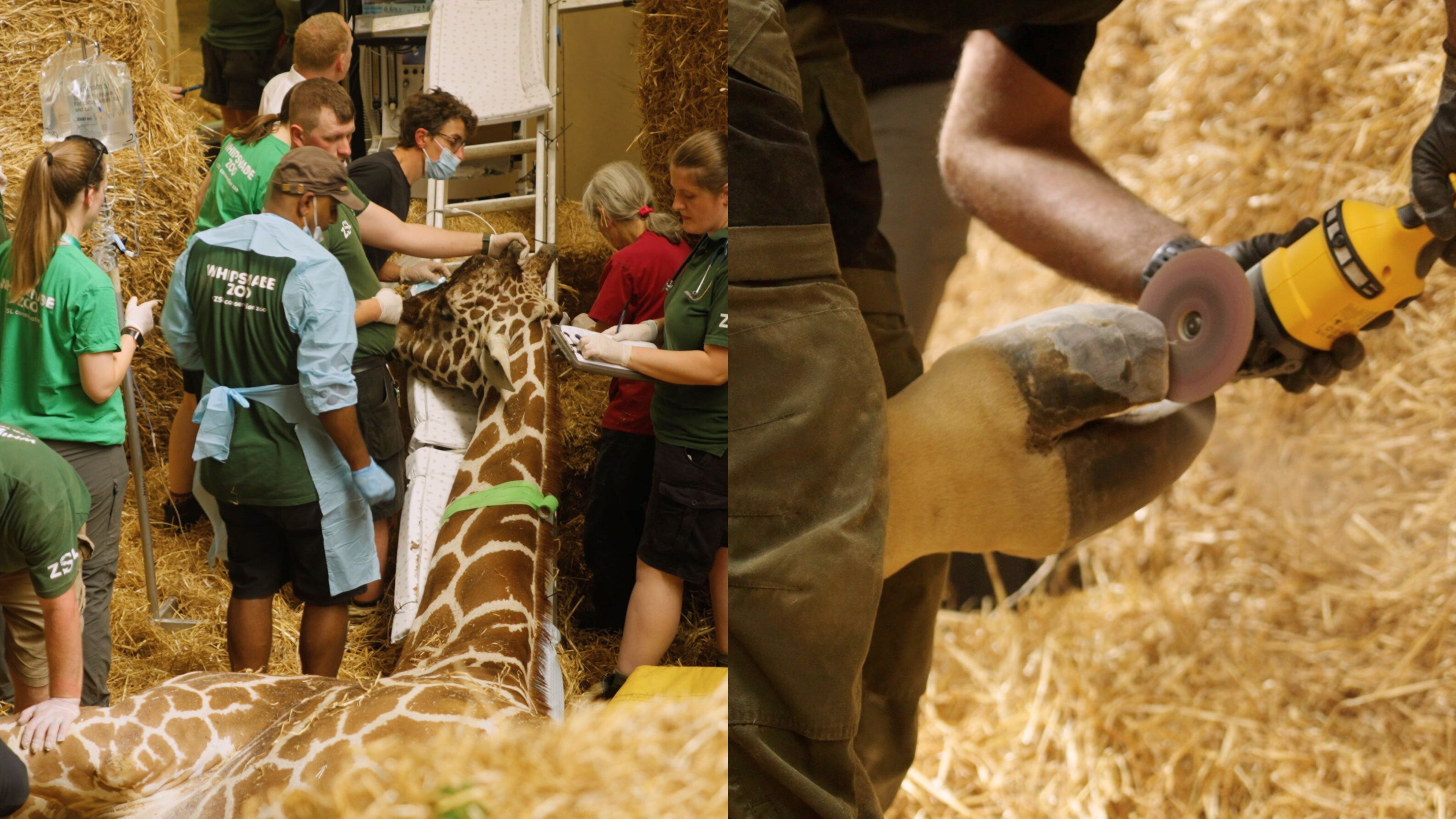 Video: 25-köpfiges Team führt 90-minütige „Hufbearbeitung“ an einer 1,80 m großen Giraffe durch