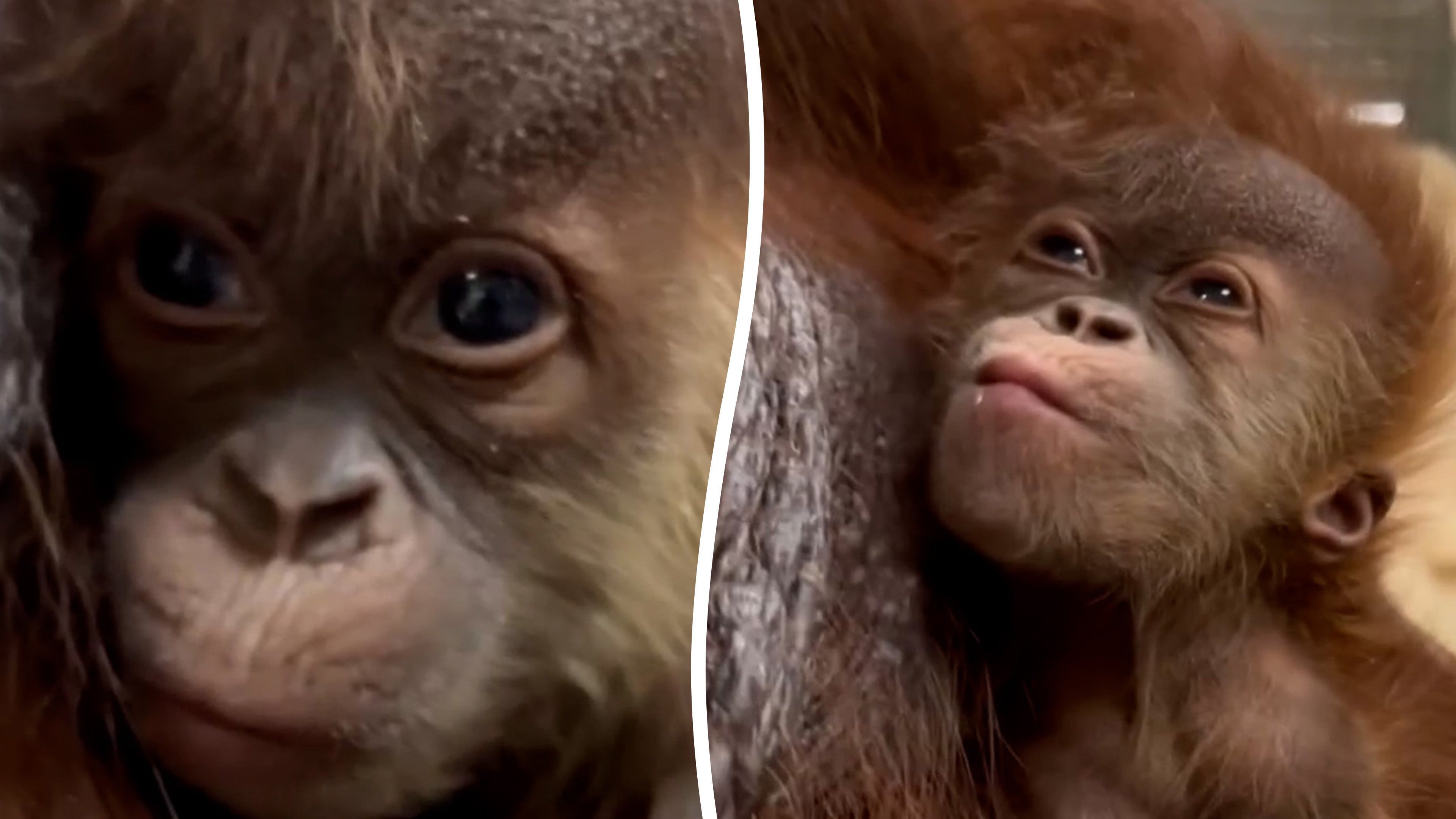 Video: Entzückendes Baby wacht vom Mittagsschlaf auf