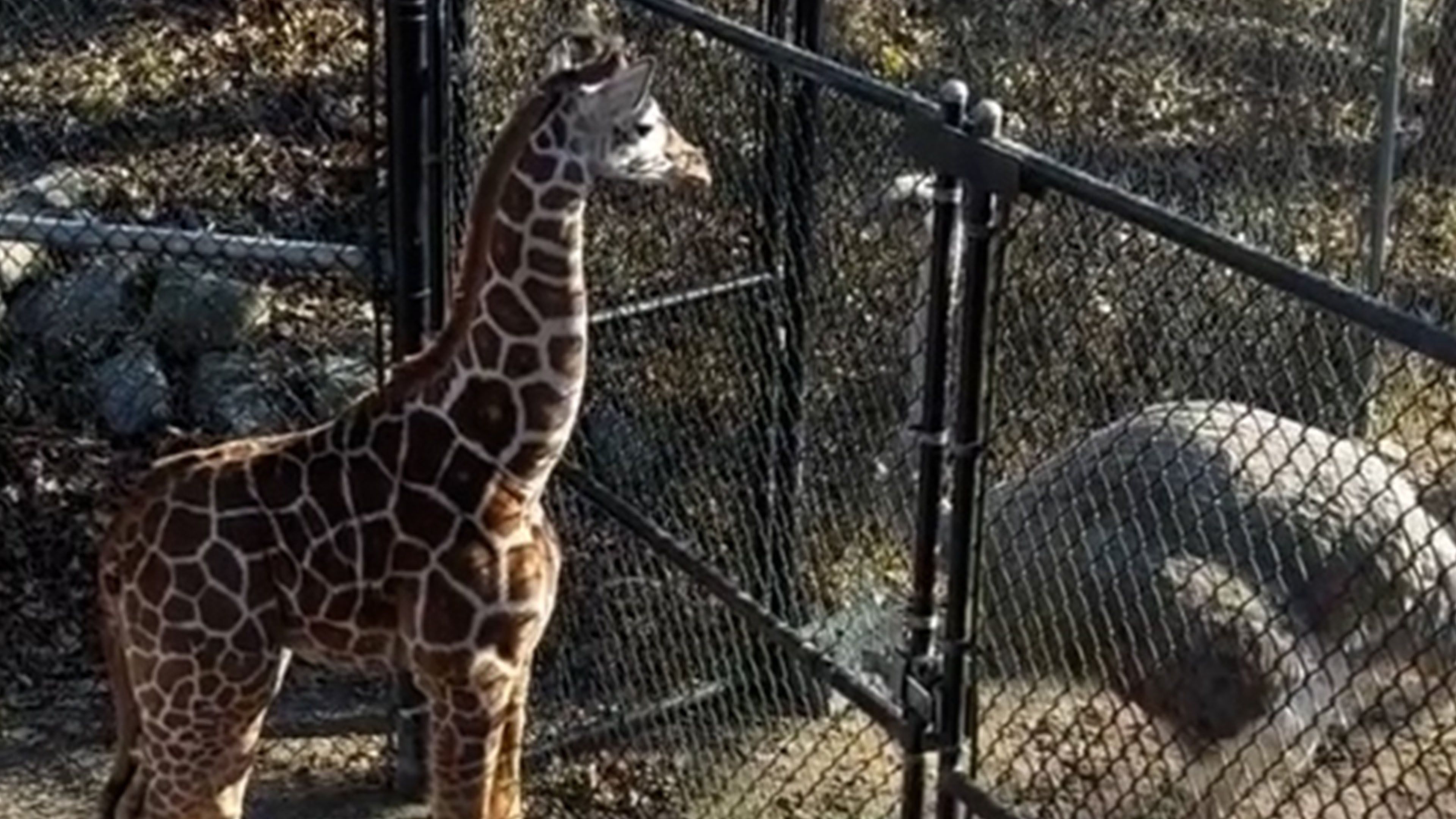 Lustiges Video zeigt eine Giraffe, die sich mit einem Strauß ein Blickduell liefert