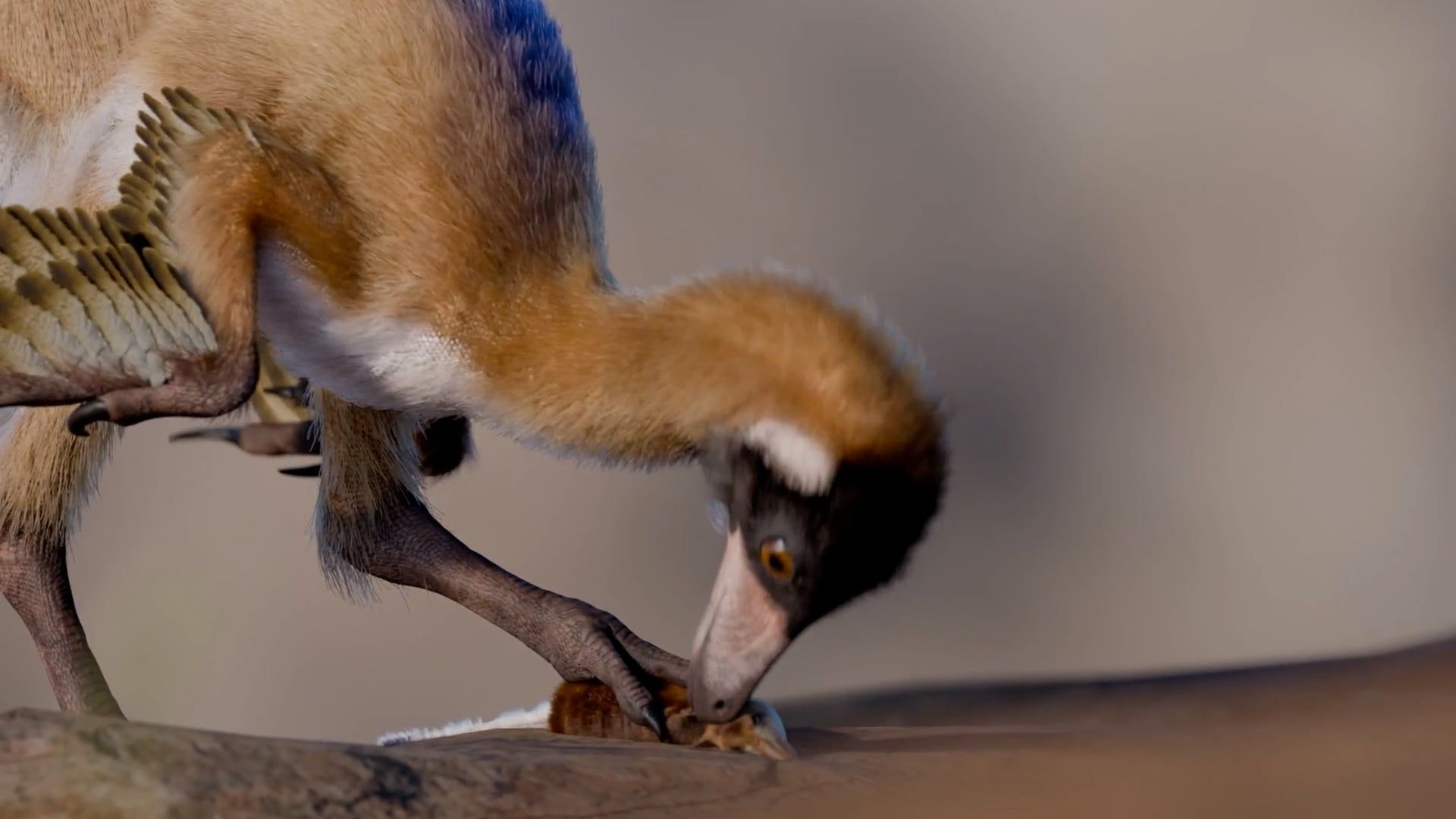 Video: 90 Millionen Jahre altes „fehlendes Bindeglied“: Fossil eines winzigen vogelähnlichen Dinosauriers entdeckt