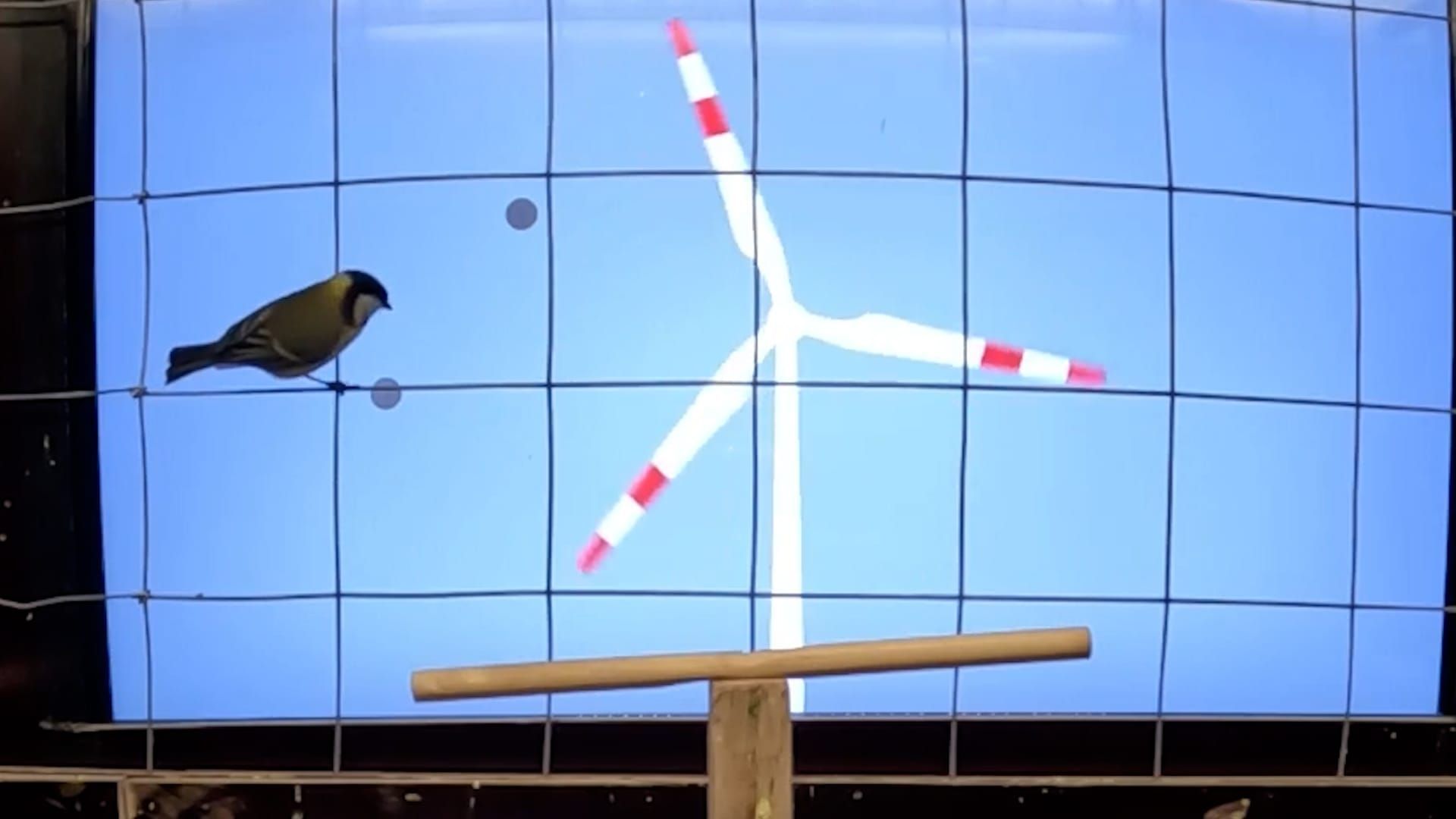 Video: Vorbild Giftfrosch: Bunte Windräder könnten Vögel besser schützen